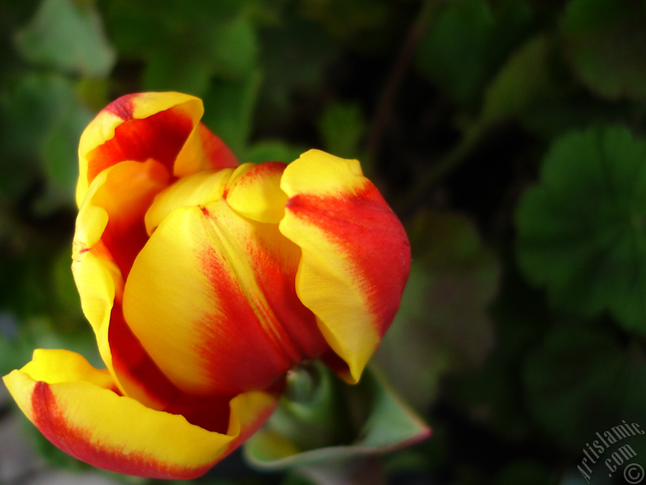 Red-yellow color Turkish-Ottoman Tulip photo.
