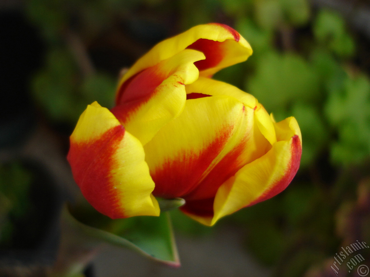 Red-yellow color Turkish-Ottoman Tulip photo.
