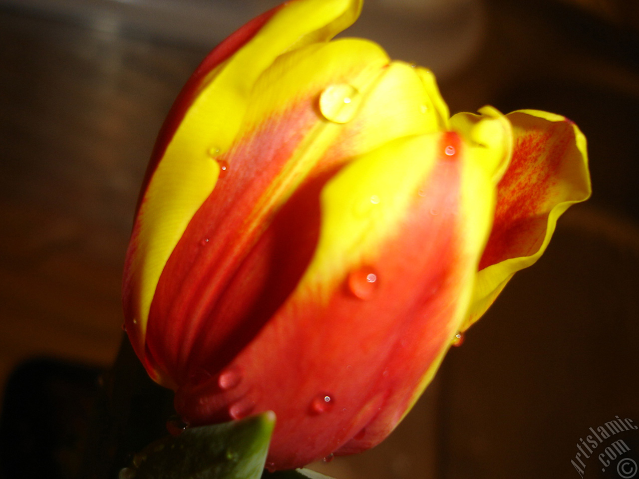 Red-yellow color Turkish-Ottoman Tulip photo.
