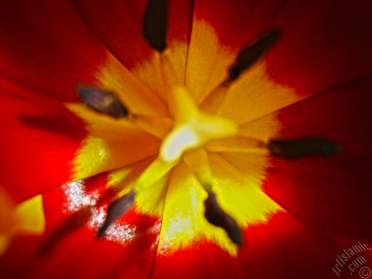 Red-yellow color Turkish-Ottoman Tulip photo.
