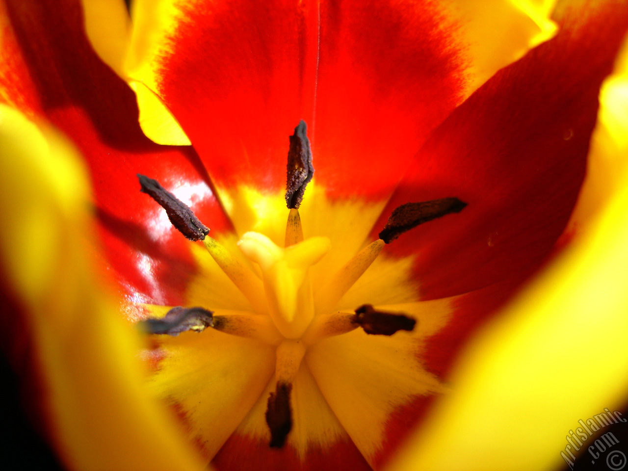 Red-yellow color Turkish-Ottoman Tulip photo.
