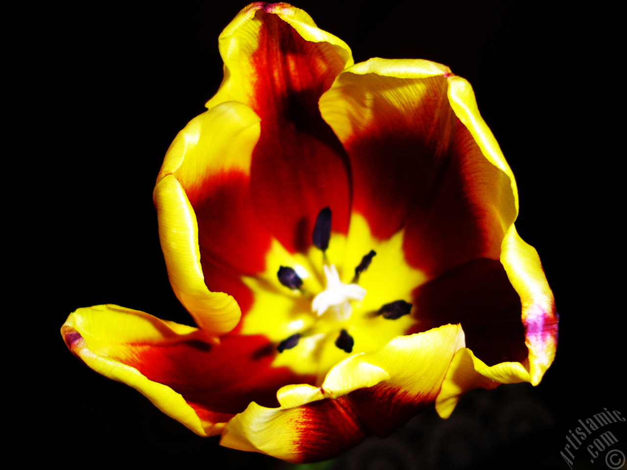 Red-yellow color Turkish-Ottoman Tulip photo.
