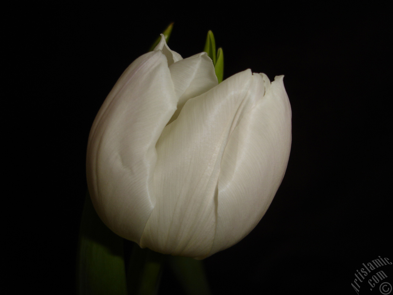 White color Turkish-Ottoman Tulip photo.
