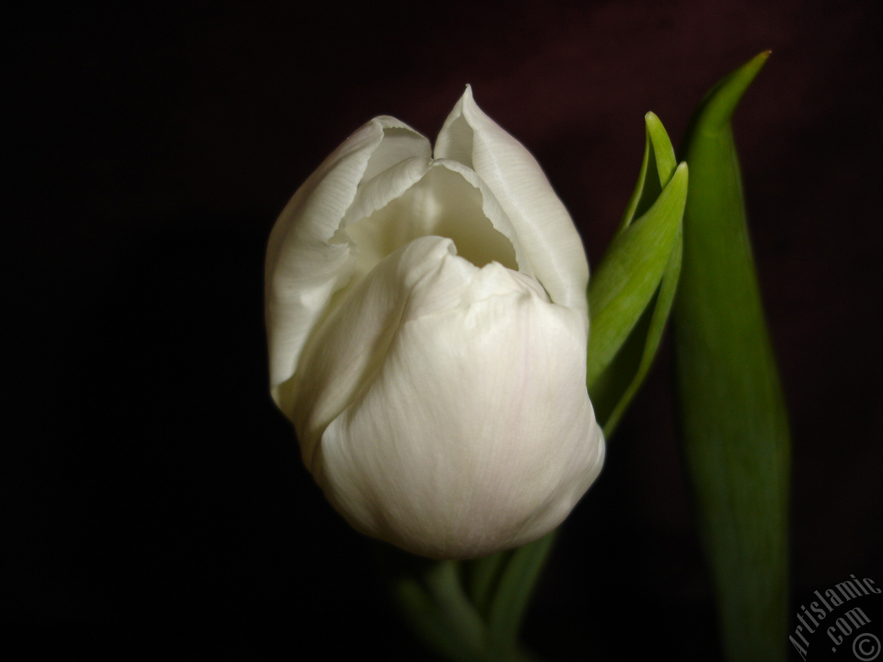 White color Turkish-Ottoman Tulip photo.
