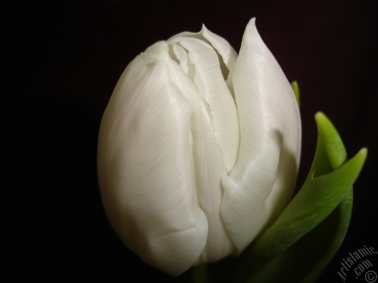 White color Turkish-Ottoman Tulip photo.
