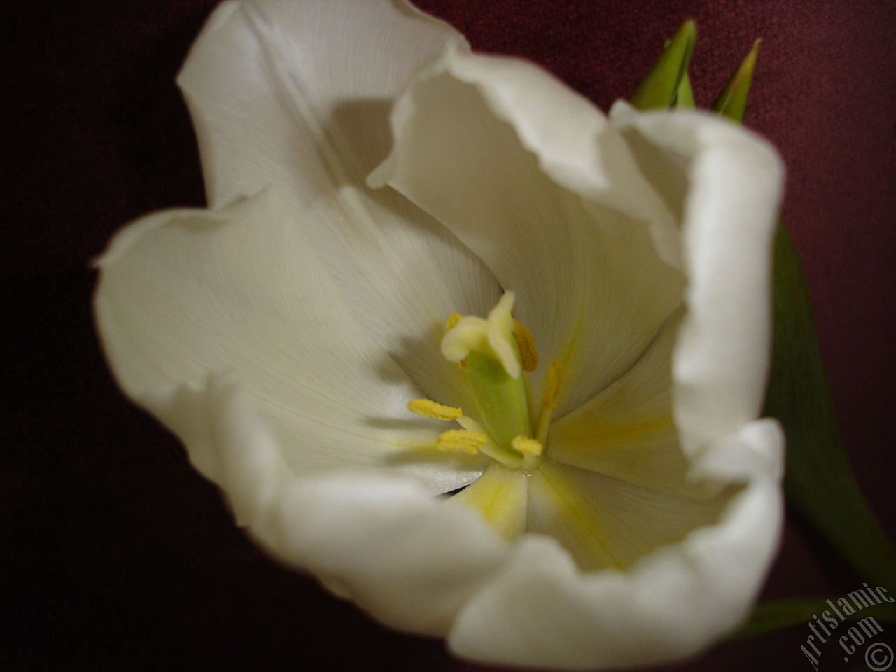 White color Turkish-Ottoman Tulip photo.
