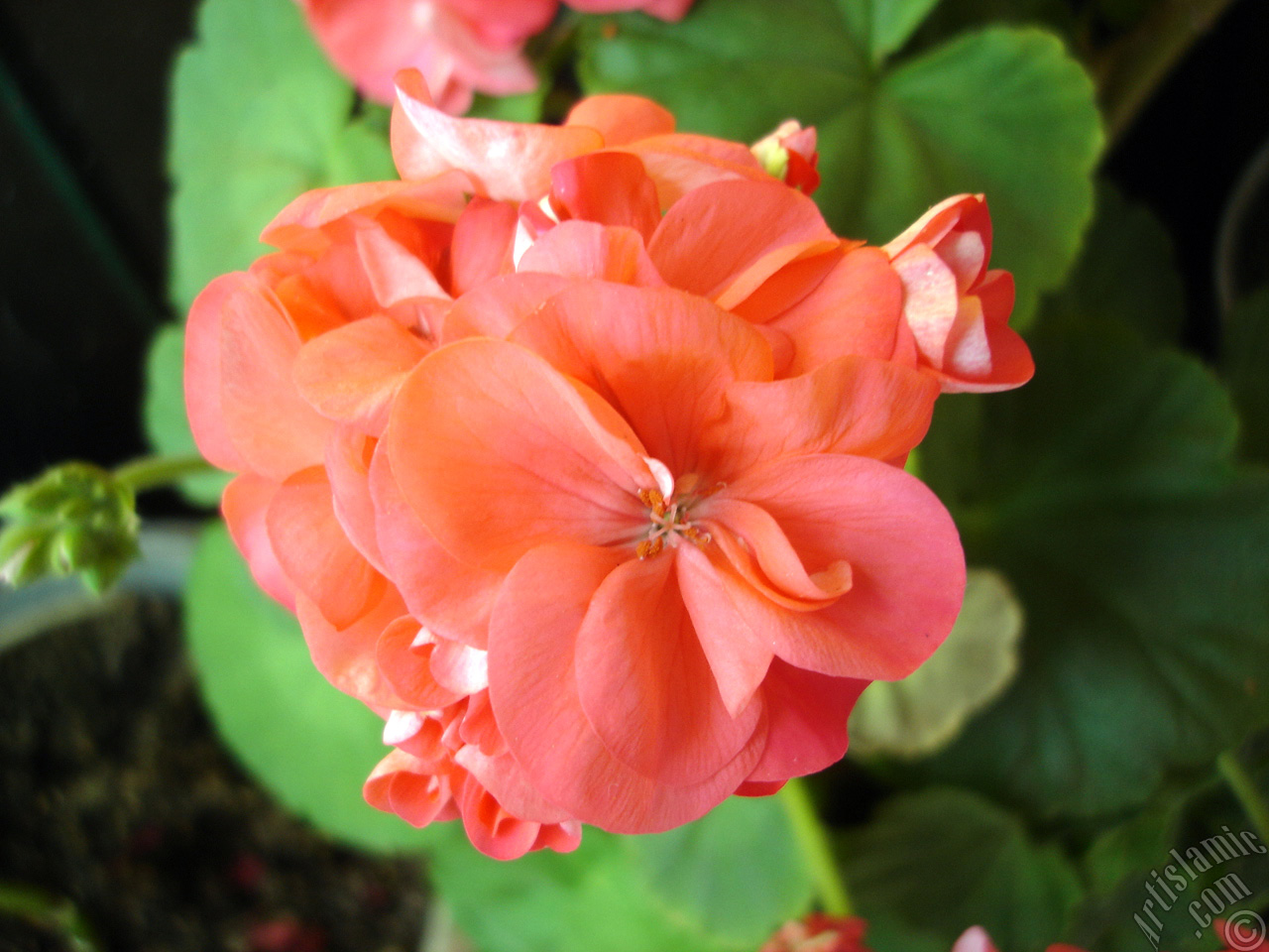 Red Colored Pelargonia -Geranium- flower.
