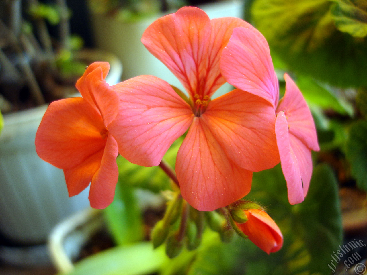 Red Colored Pelargonia -Geranium- flower.
