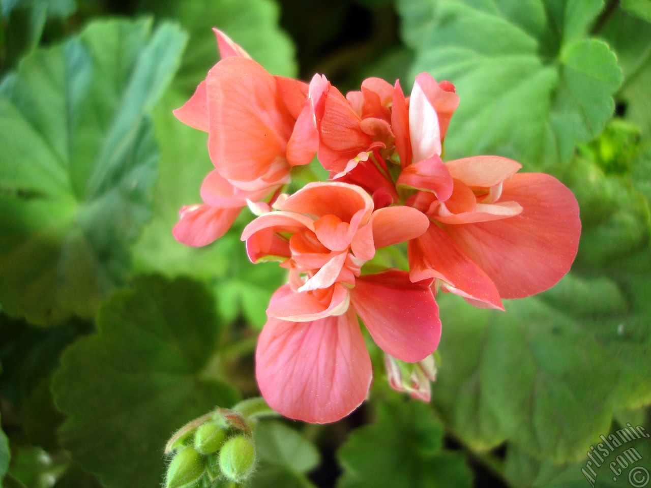 Red Colored Pelargonia -Geranium- flower.
