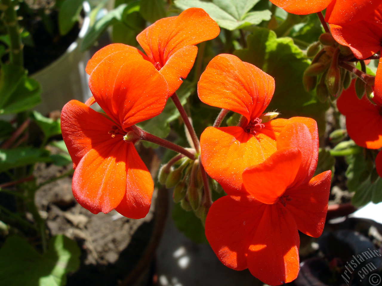 Red Colored Pelargonia -Geranium- flower.
