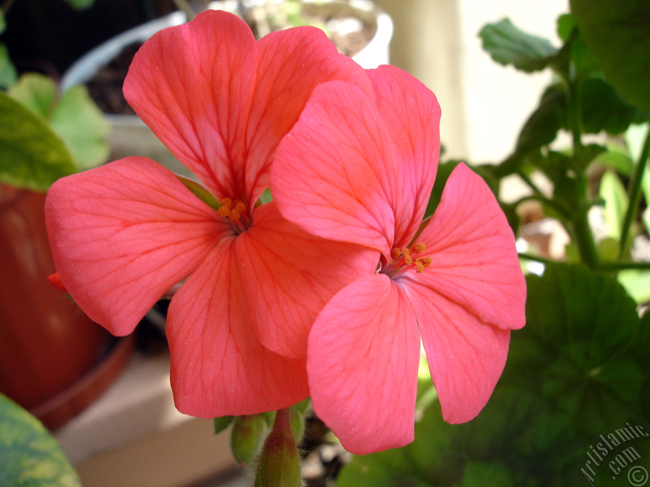 Red Colored Pelargonia -Geranium- flower.
