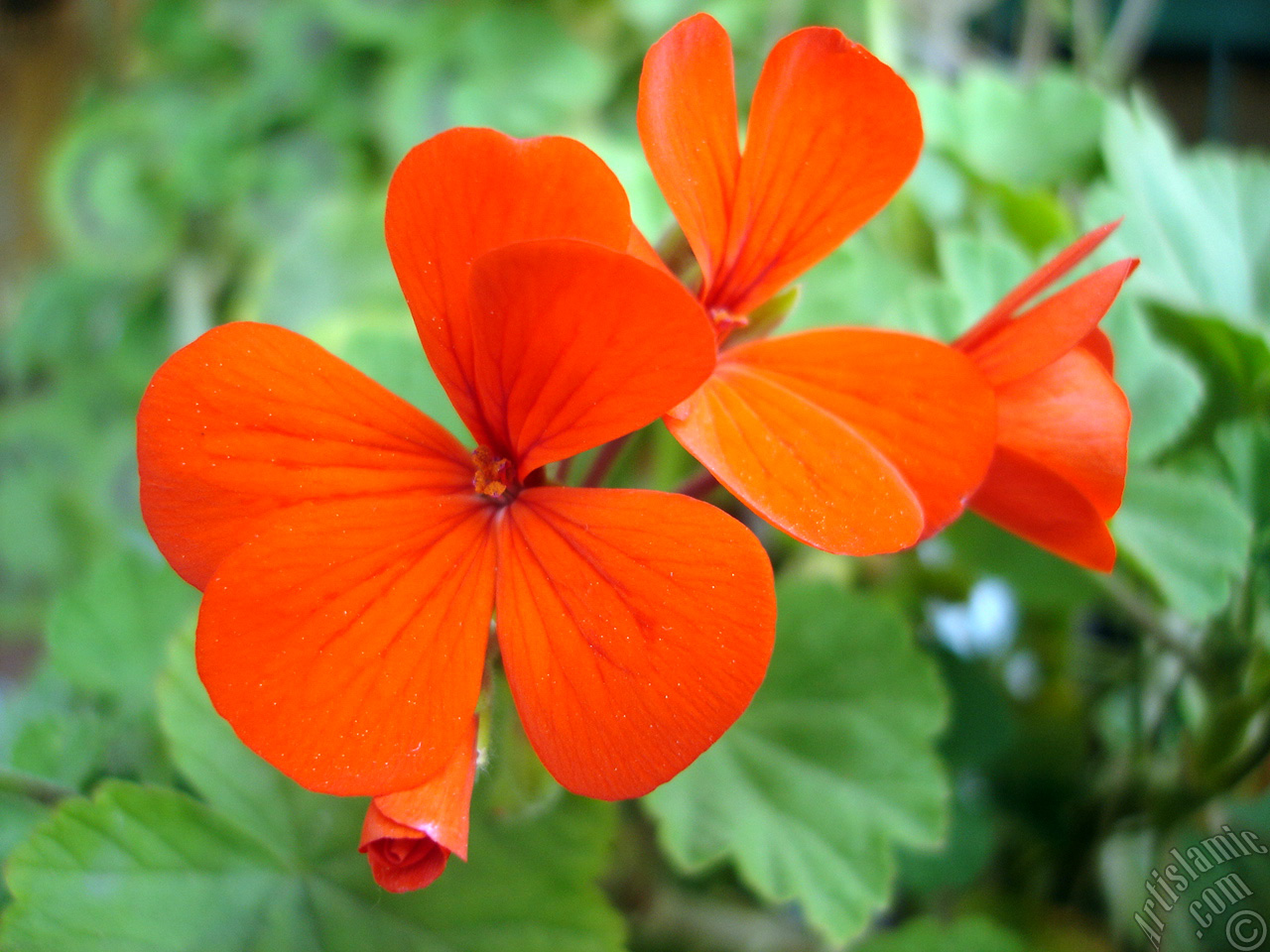 Red Colored Pelargonia -Geranium- flower.
