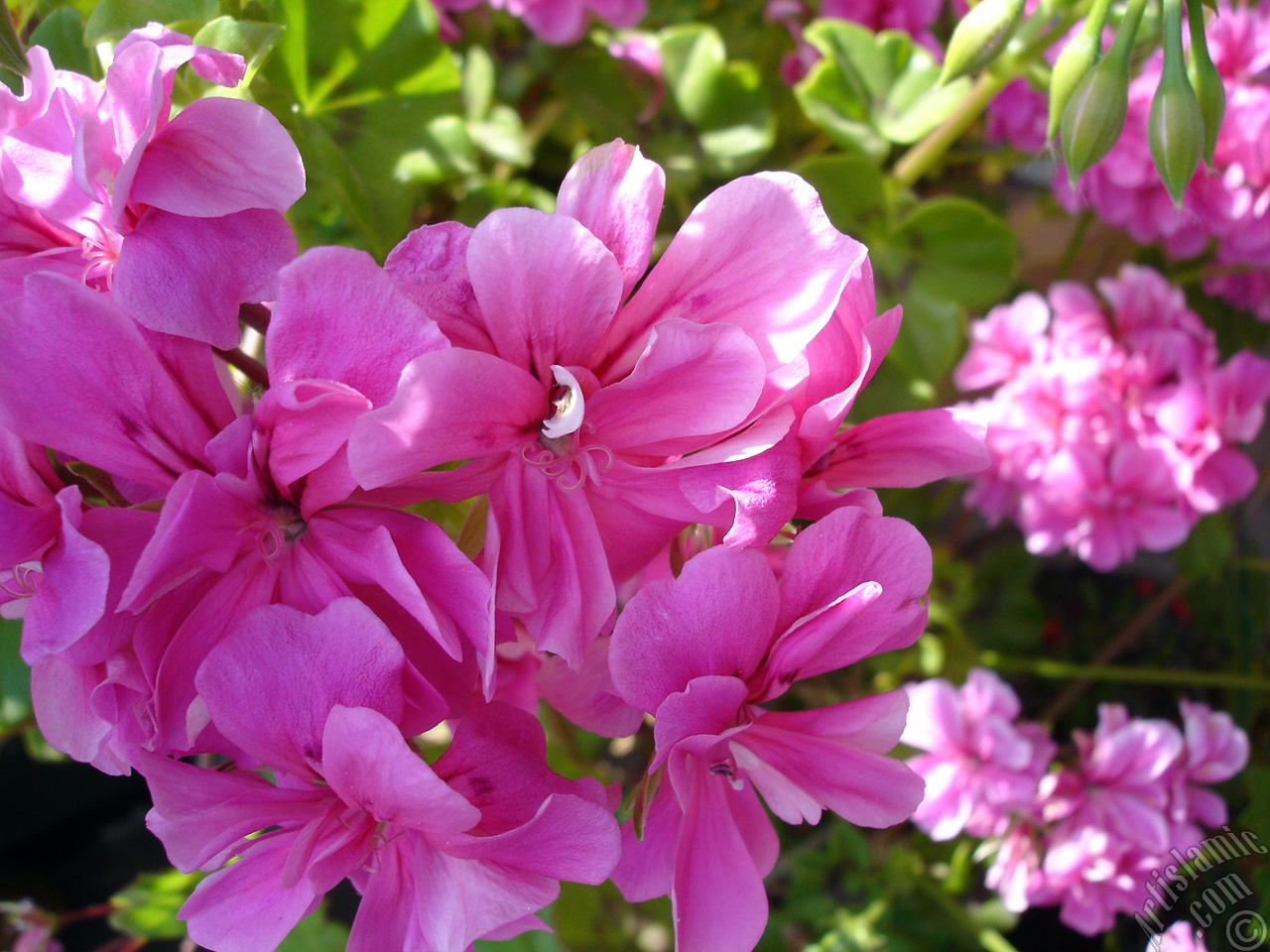 Pink Colored Pelargonia -Geranium- flower.
