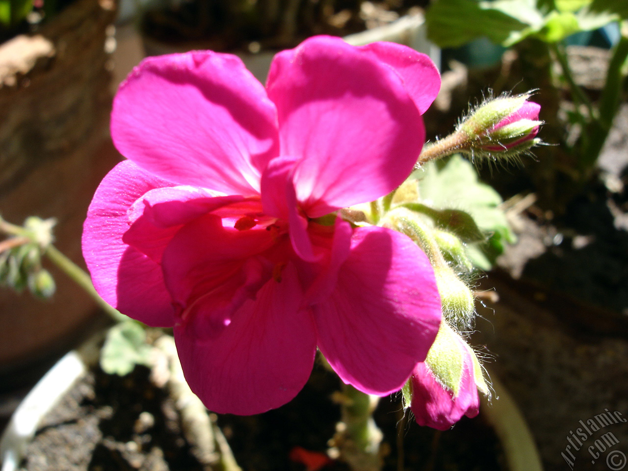 Pink Colored Pelargonia -Geranium- flower.
