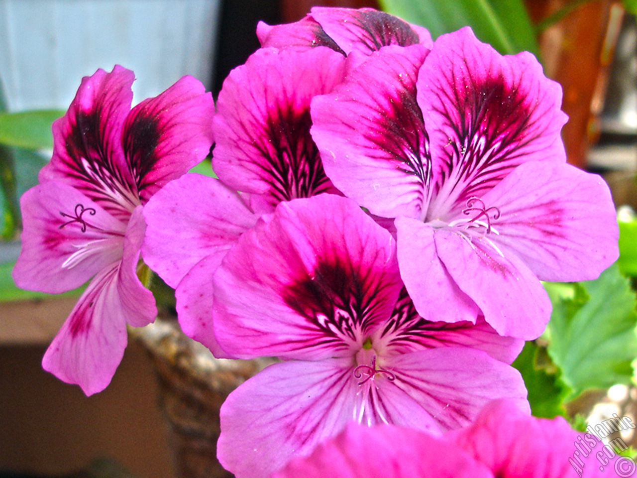 Dark pink mottled Pelargonia -Geranium- flower.
