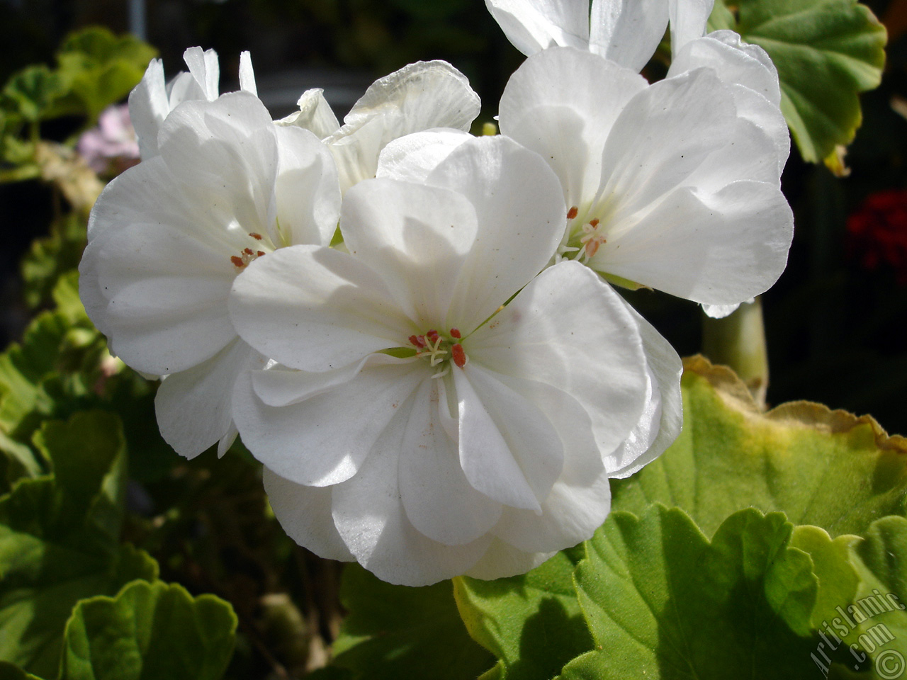 White color Pelargonia -Geranium- flower.
