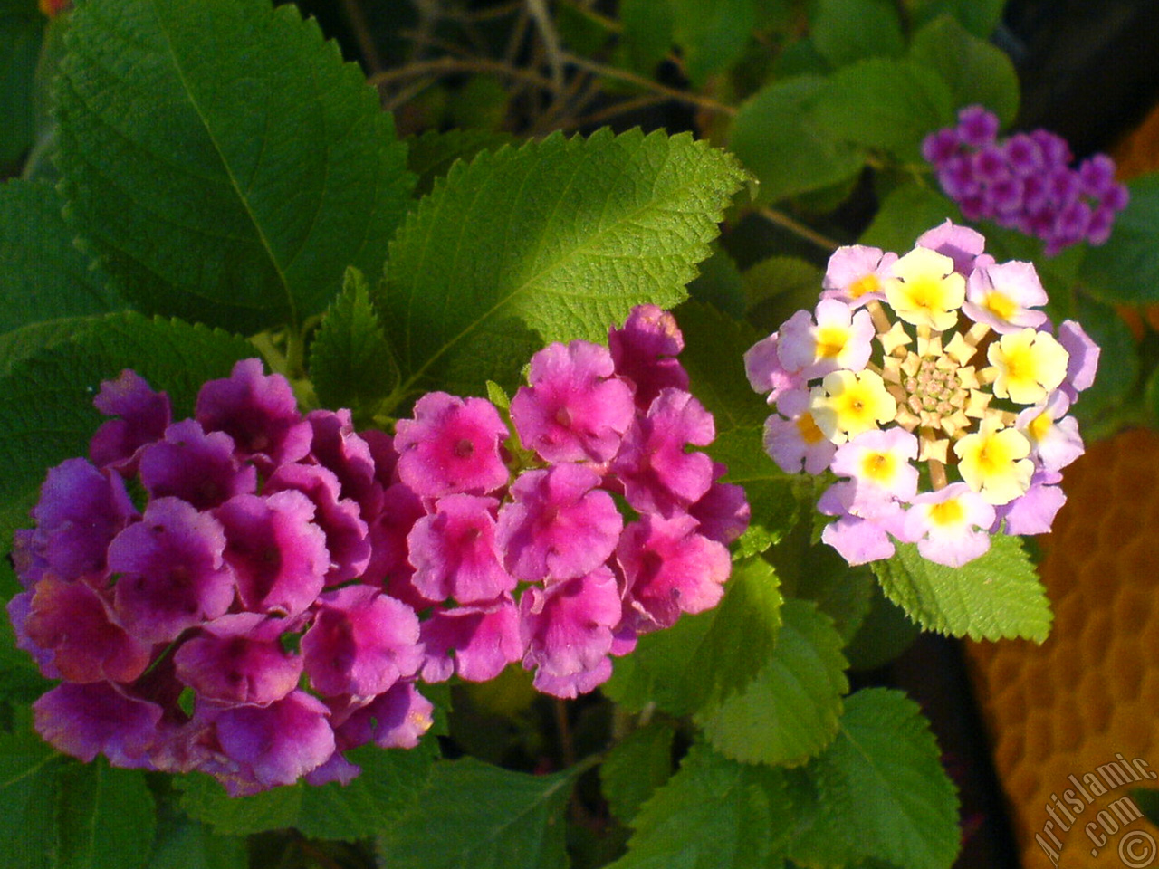 Lantana camara -bush lantana- flower.
