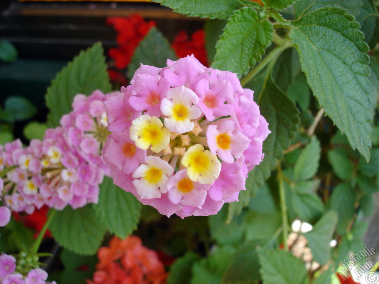 Lantana camara -bush lantana- flower.
