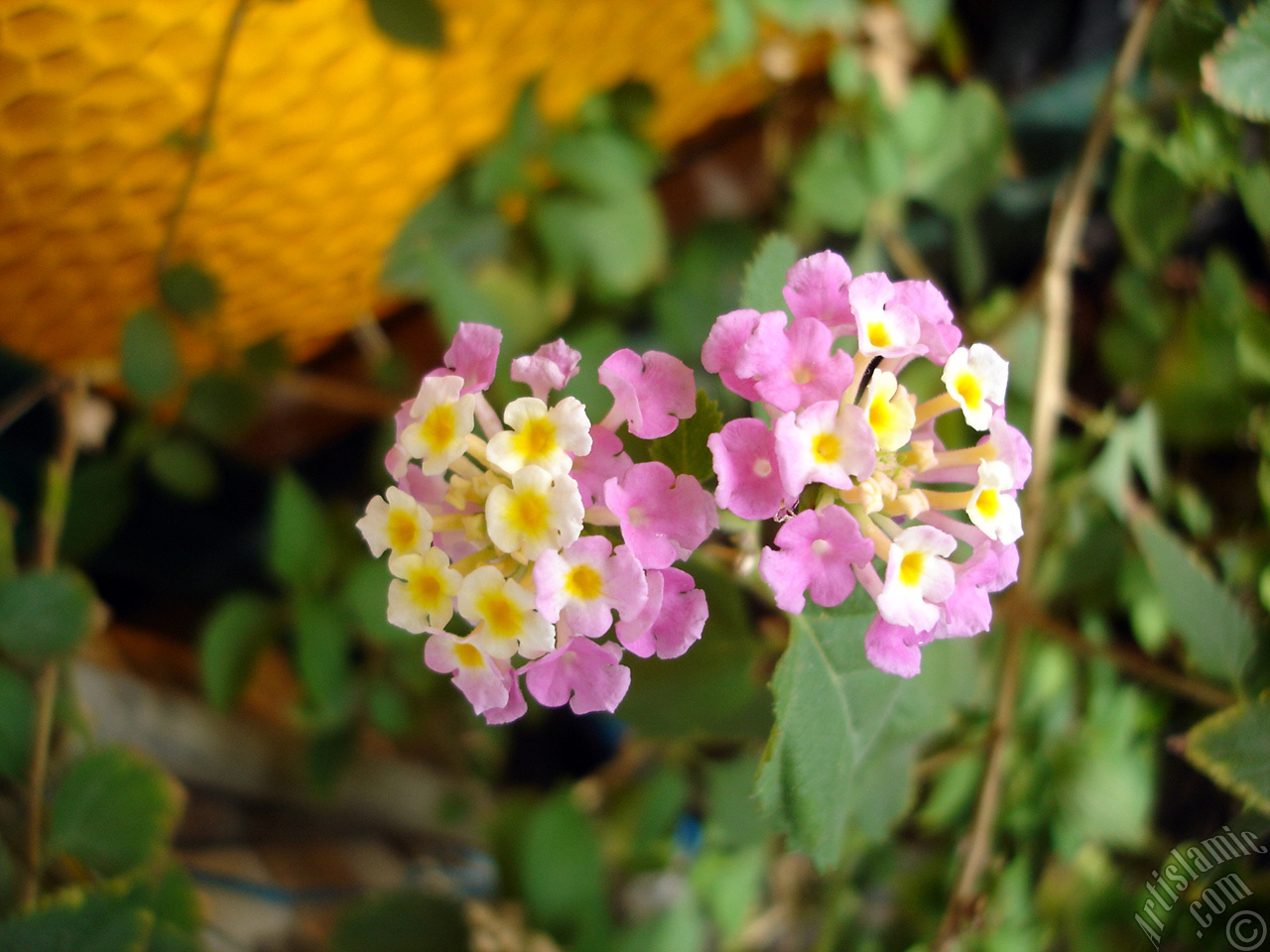 Lantana camara -bush lantana- flower.
