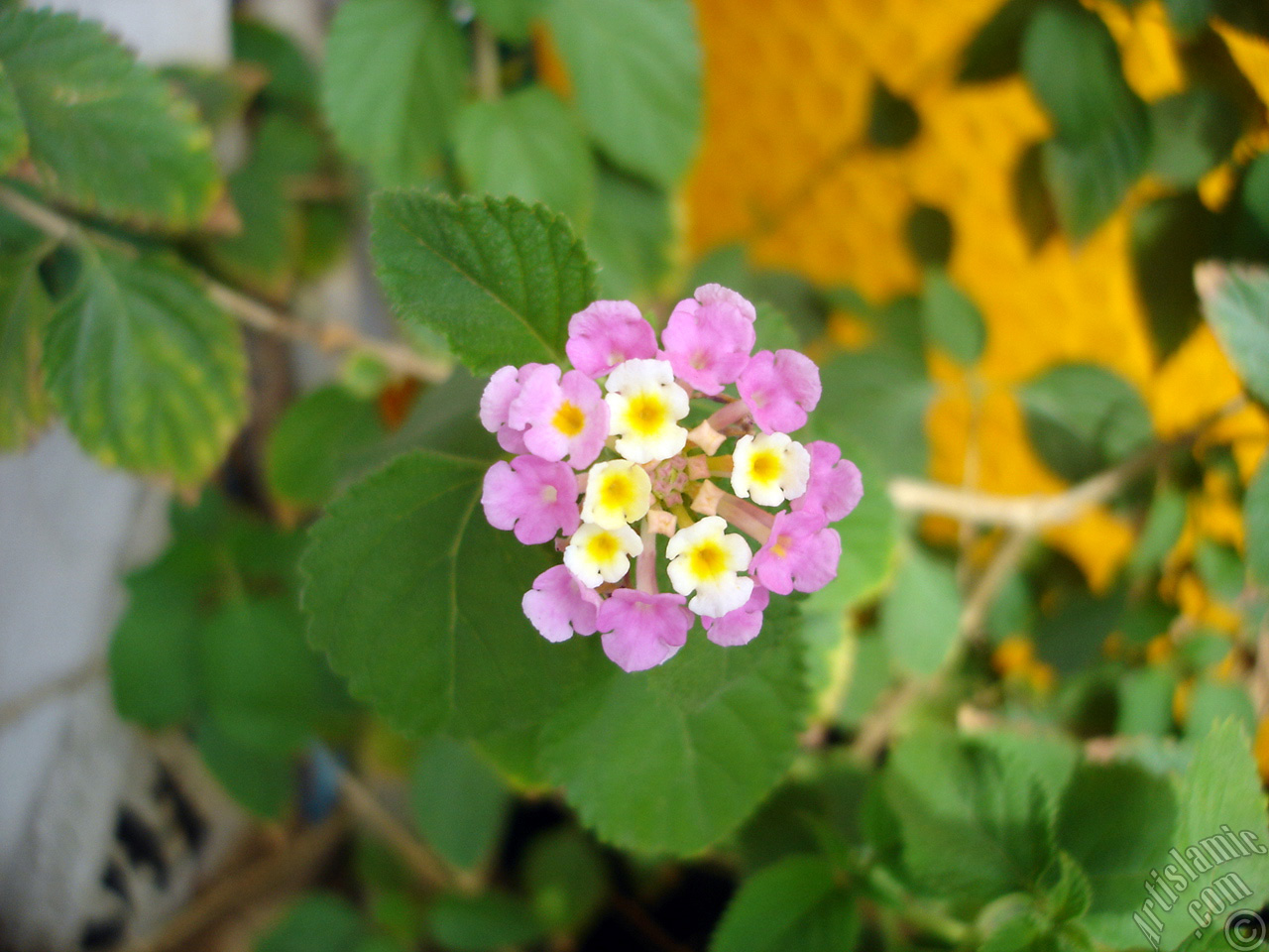 Lantana camara -bush lantana- flower.
