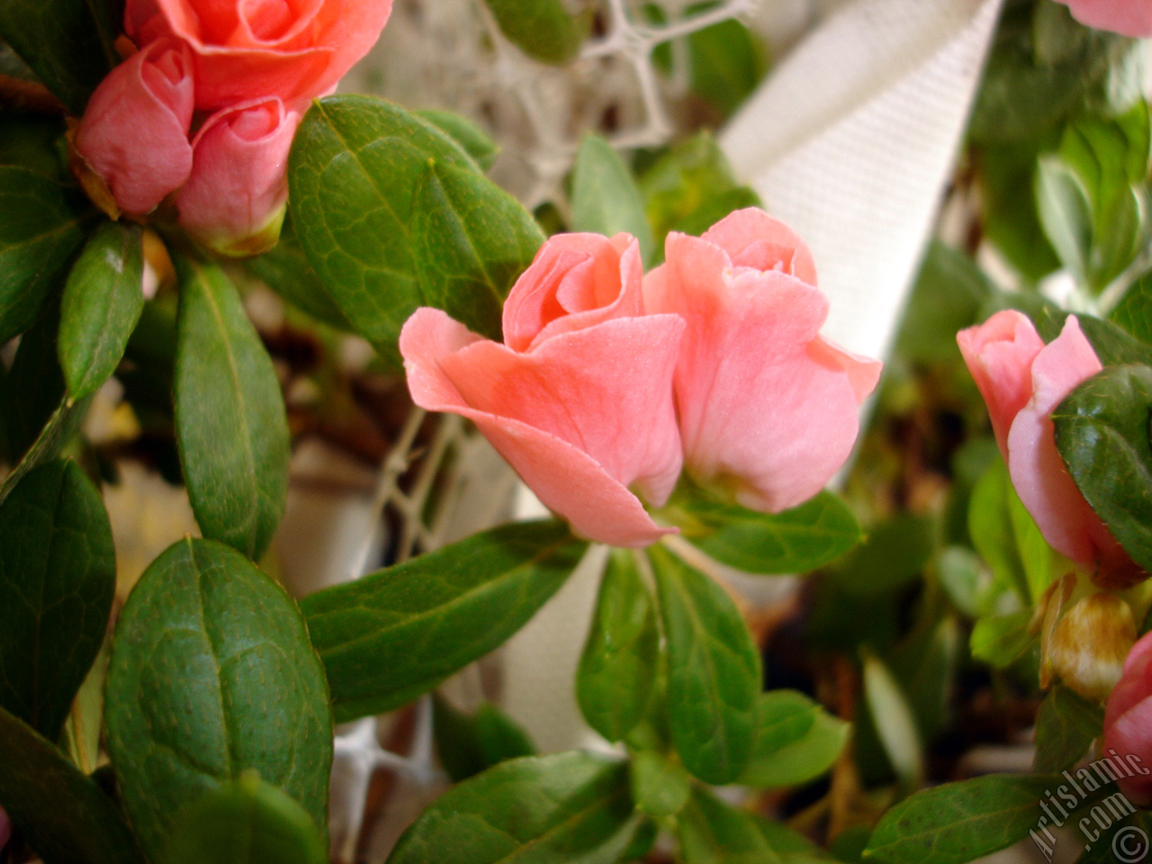 Pink color Azalea -Rhododendron- flower.
