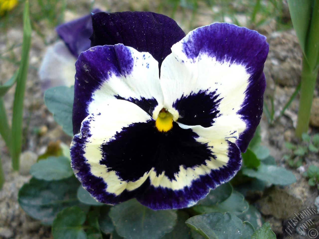 Purple color Viola Tricolor -Heartsease, Pansy, Multicoloured Violet, Johnny Jump Up- flower.
