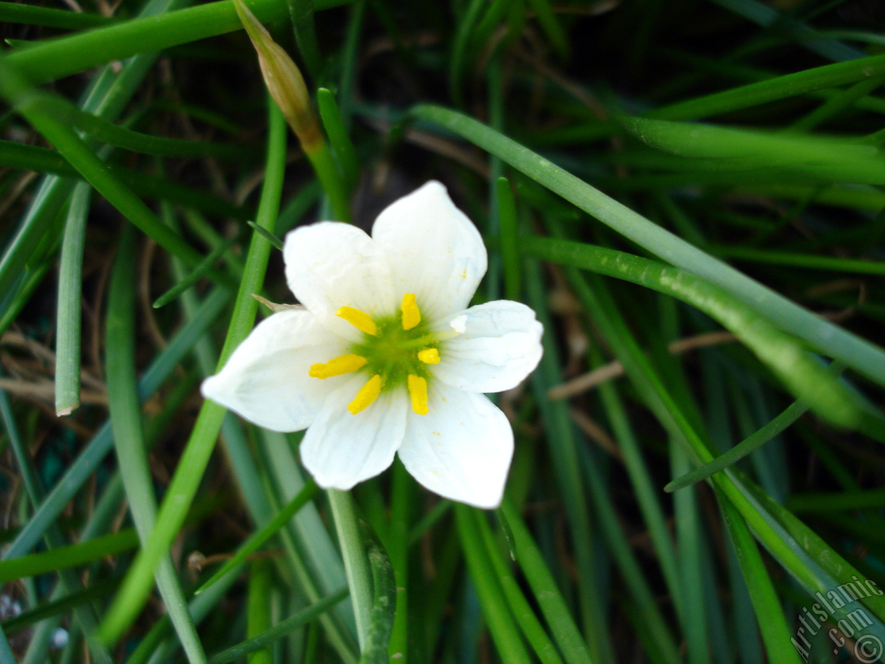 White color flower similar to lily.
