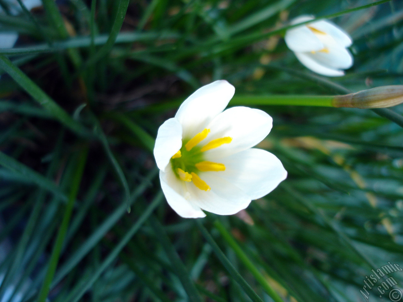 White color flower similar to lily.
