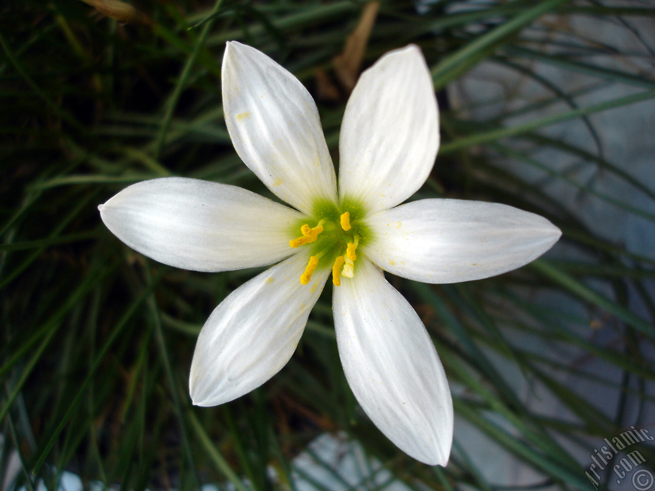 White color flower similar to lily.
