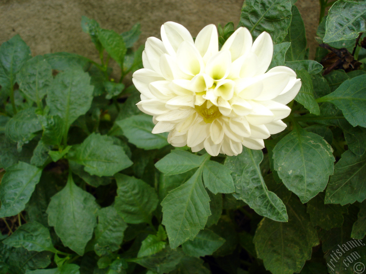 Dahlia flower.
