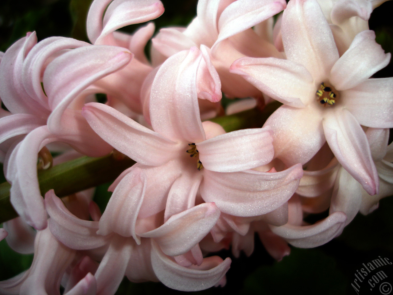 Pink color Hyacinth flower.
