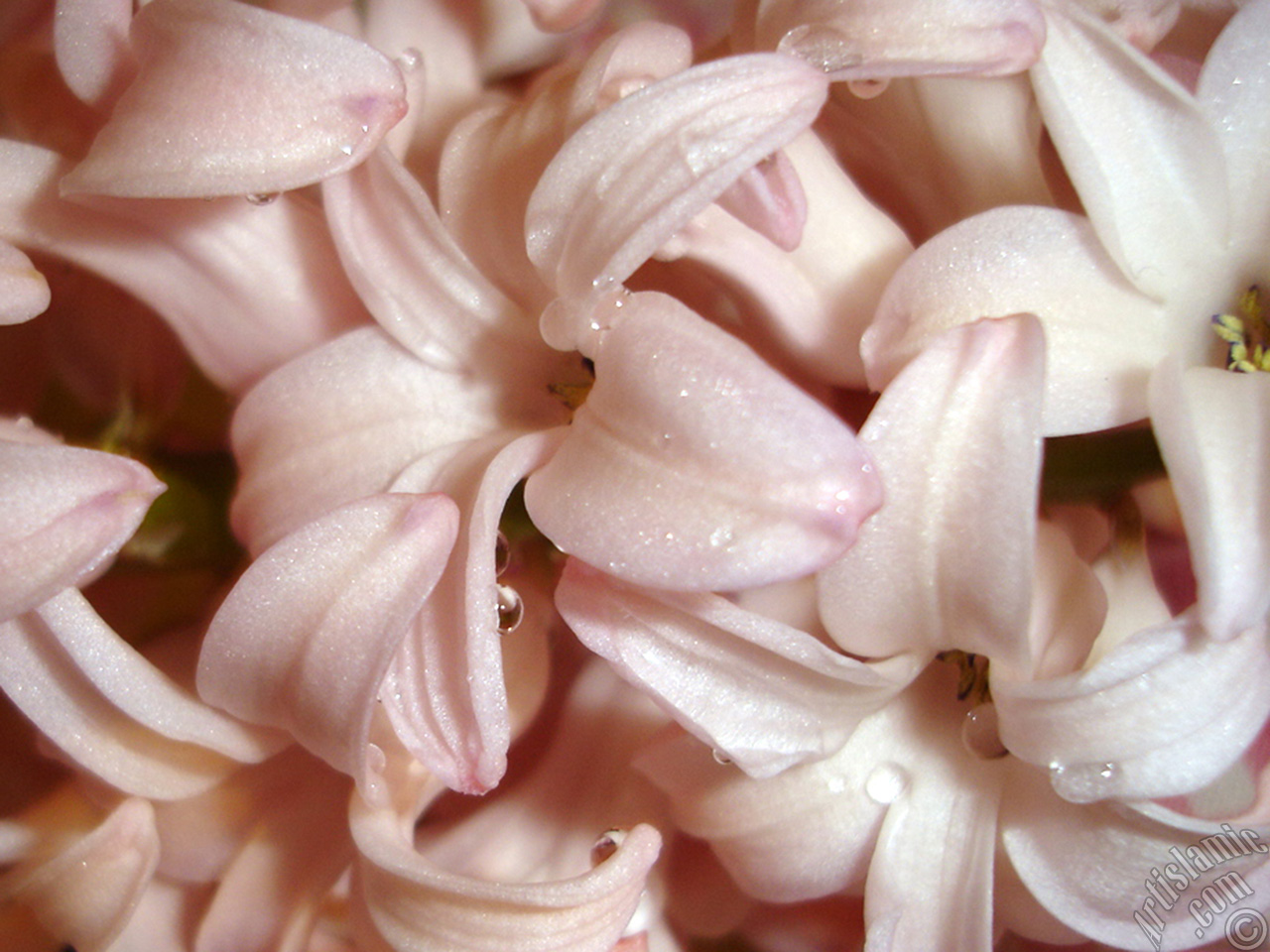 Pink color Hyacinth flower.
