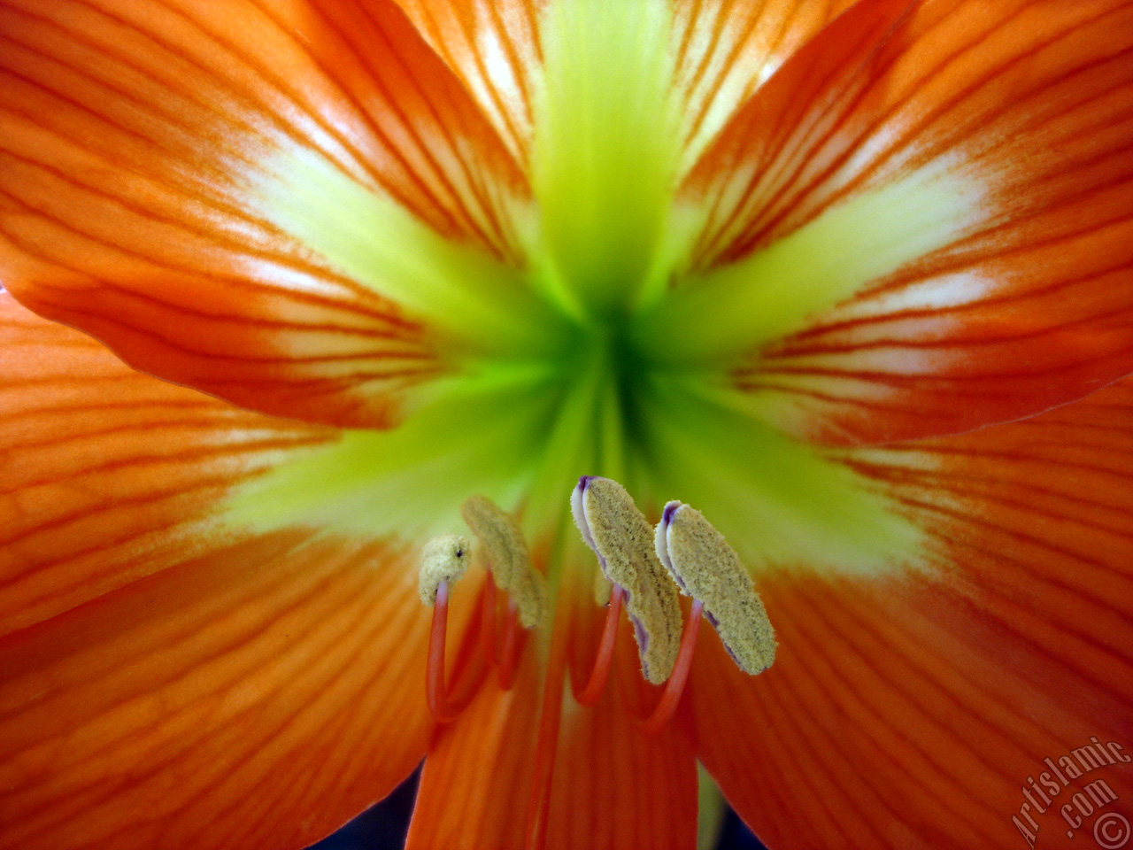 Red color amaryllis flower.
