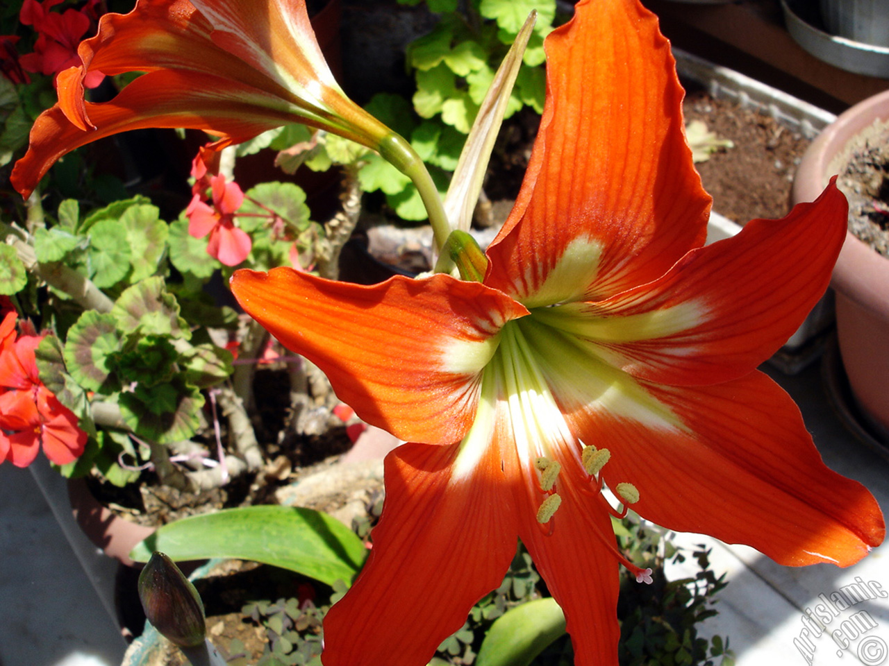 Red color amaryllis flower.
