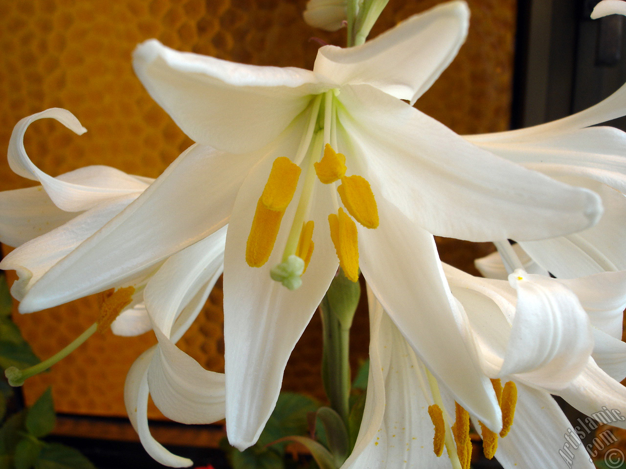 White color amaryllis flower.
