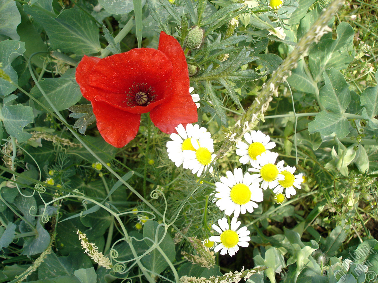 Red poppy flower.
