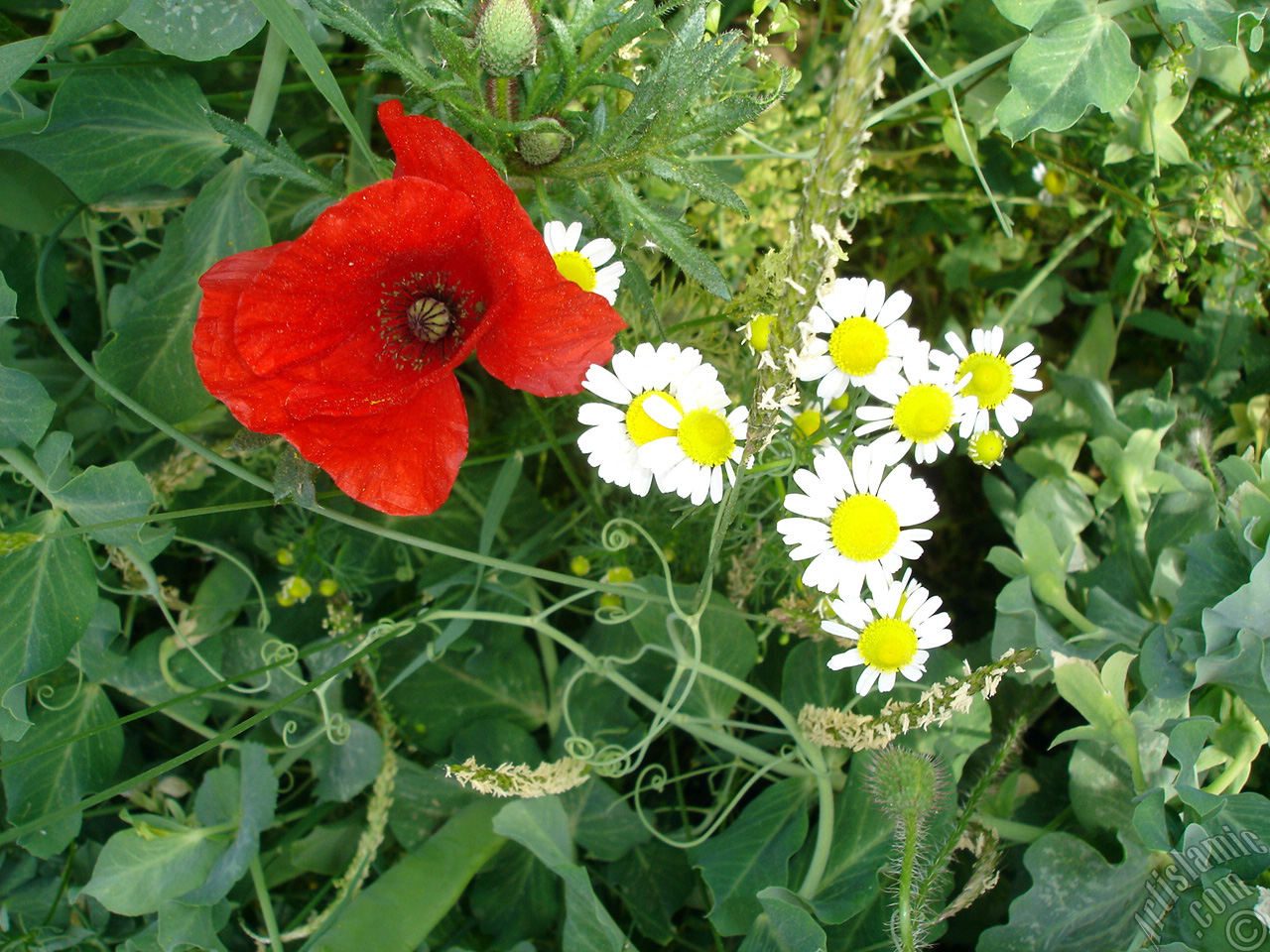 Red poppy flower.
