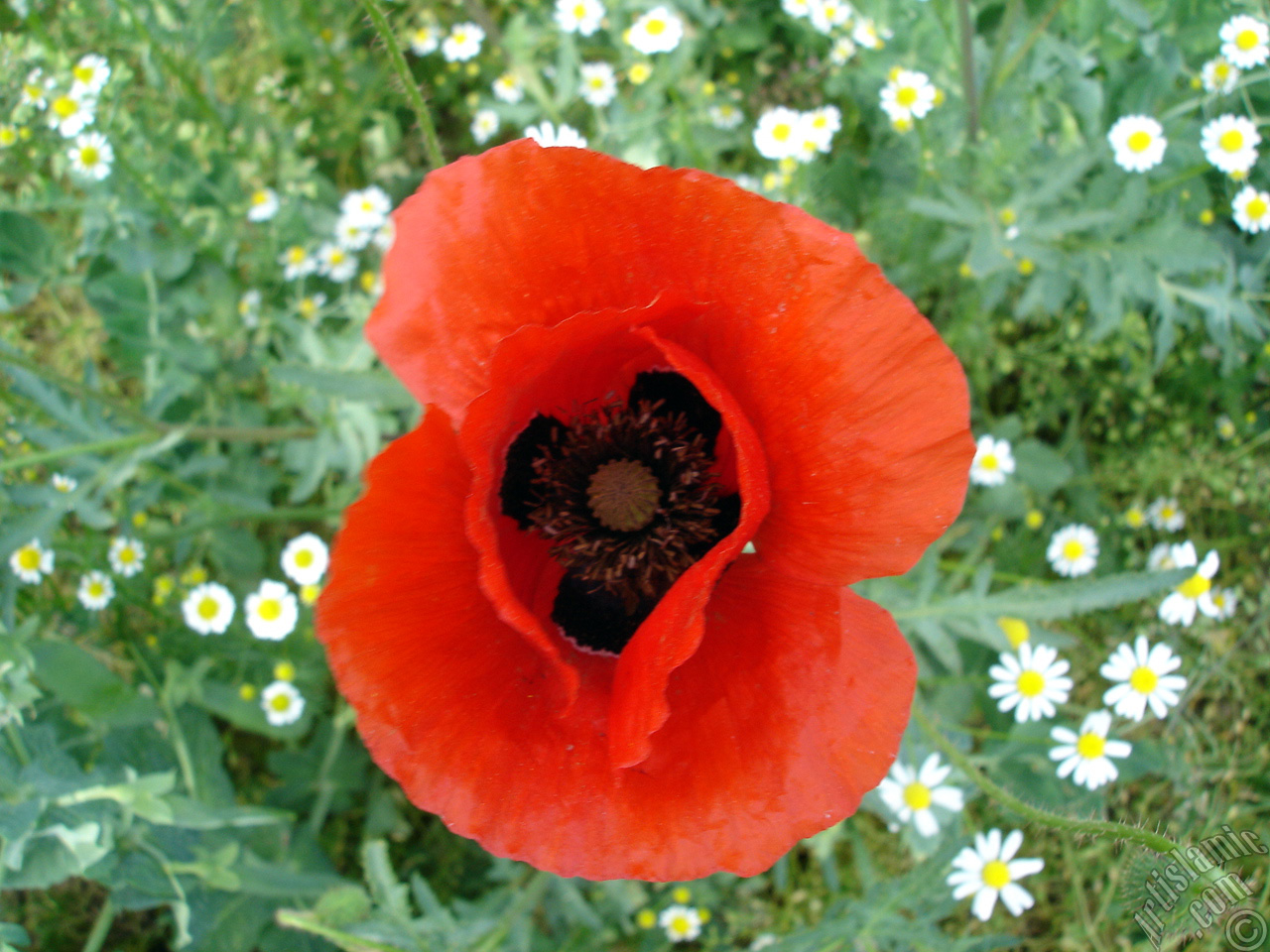 Red poppy flower.
