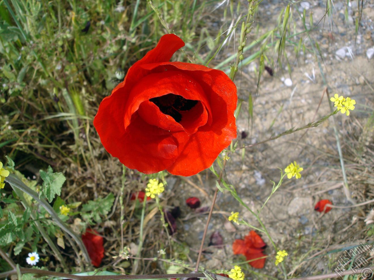 Red poppy flower.
