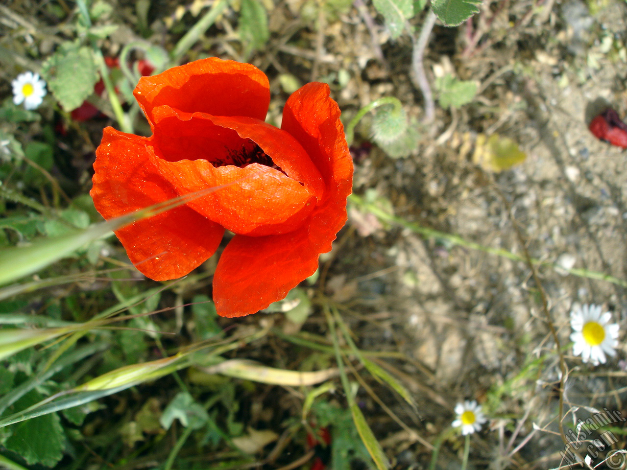 Red poppy flower.
