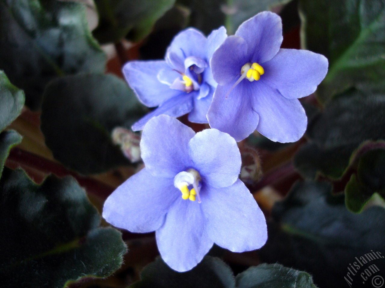 Purple color African violet.
