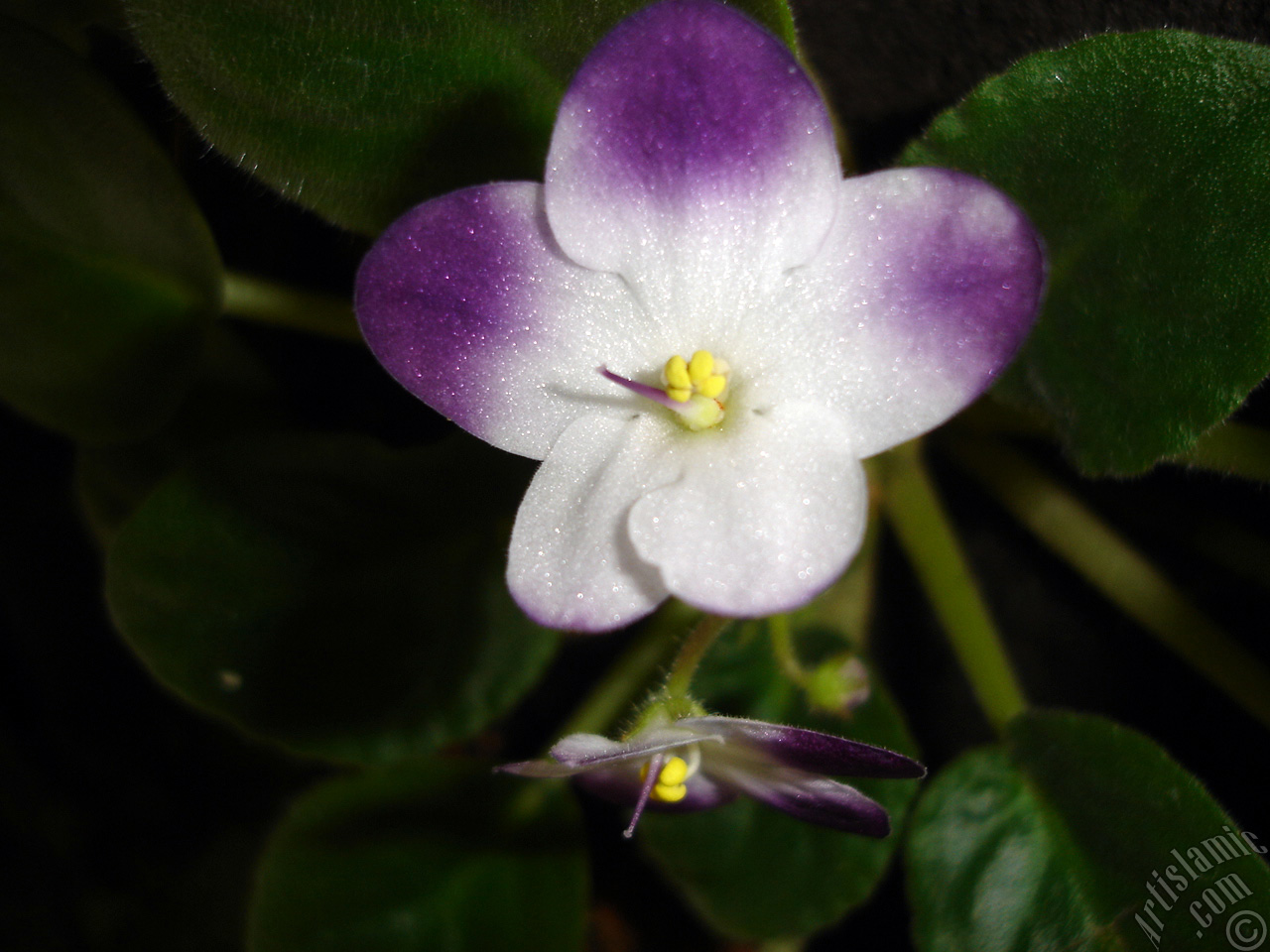 Purple and white color African violet.
