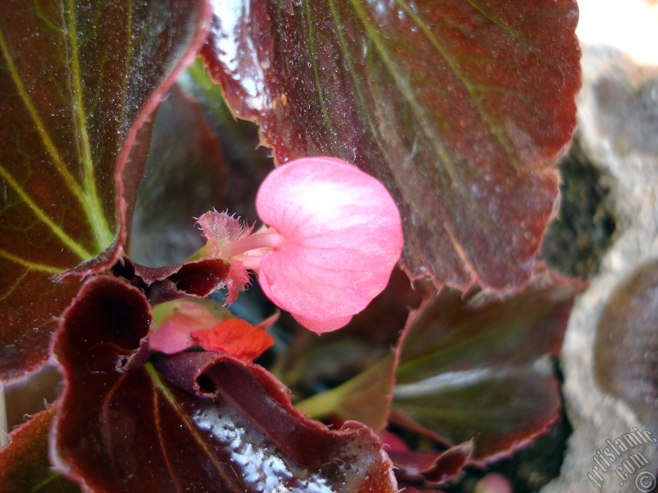 Wax Begonia -Bedding Begonia- with pink flowers and brown leaves.
