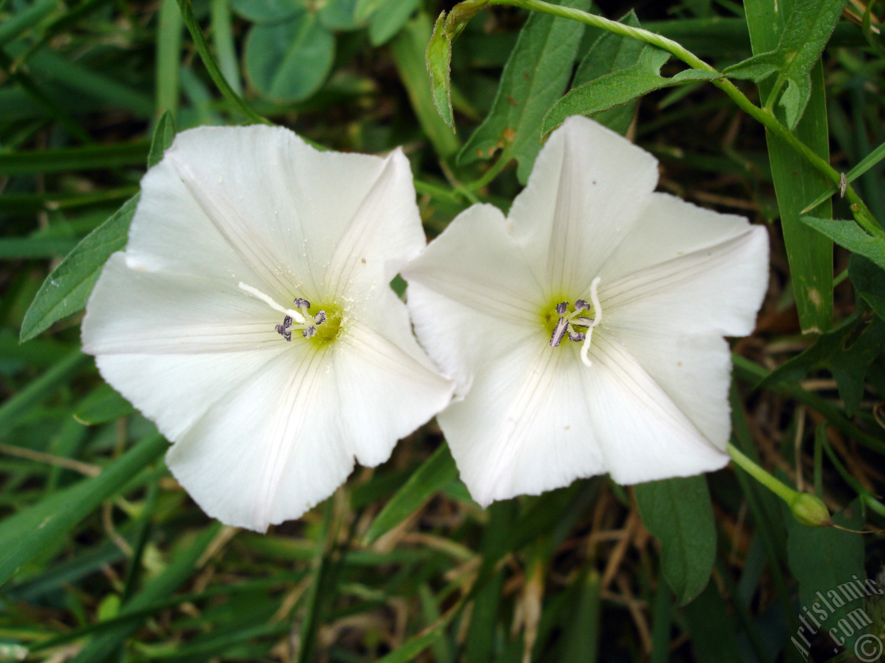 White Morning Glory flower.
