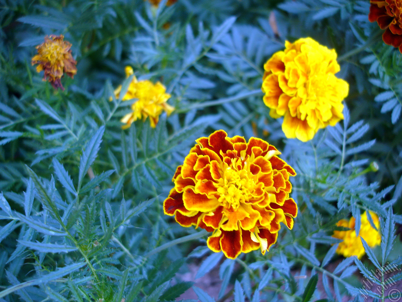 Marigold flower.
