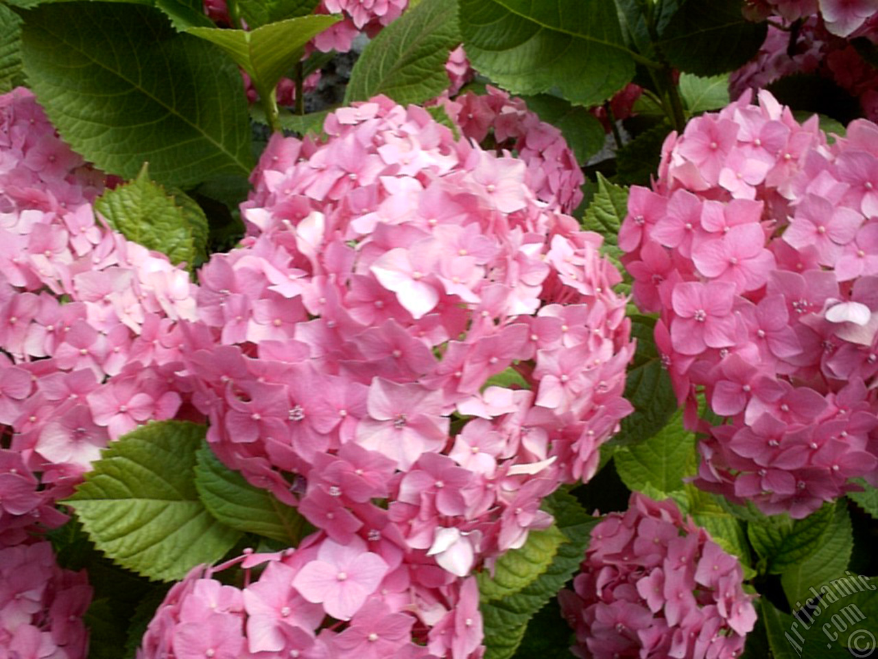 Pink Hydrangea -Hortensia- flower.
