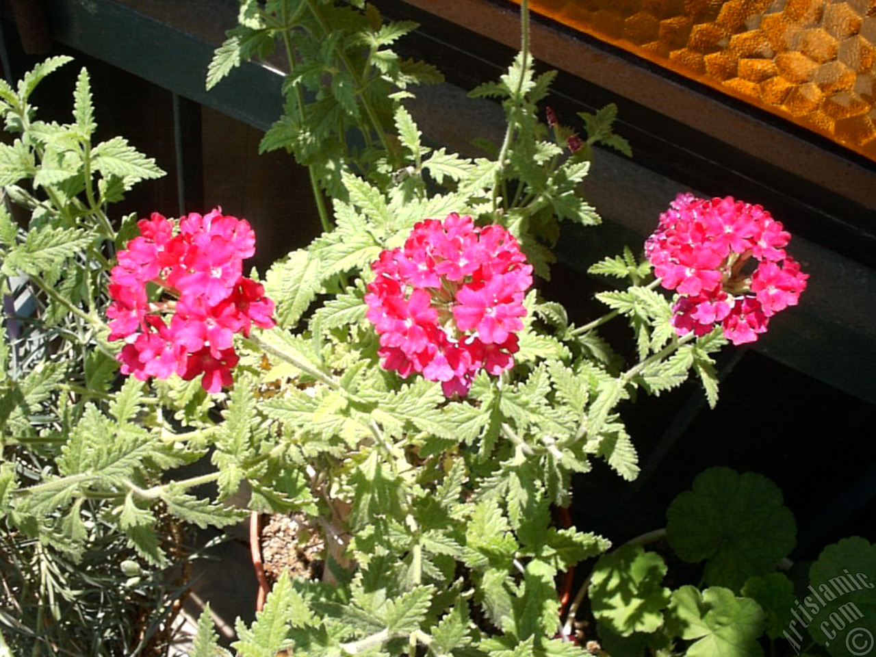 Verbena -Common Vervain- flower.
