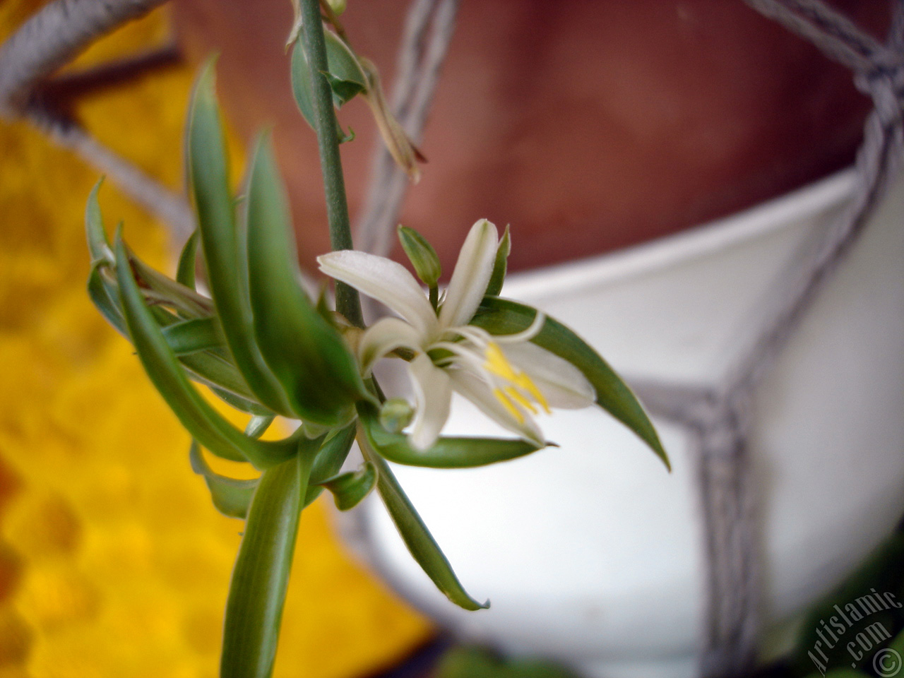 A plant with tiny white flowers looks like mini lilies.
