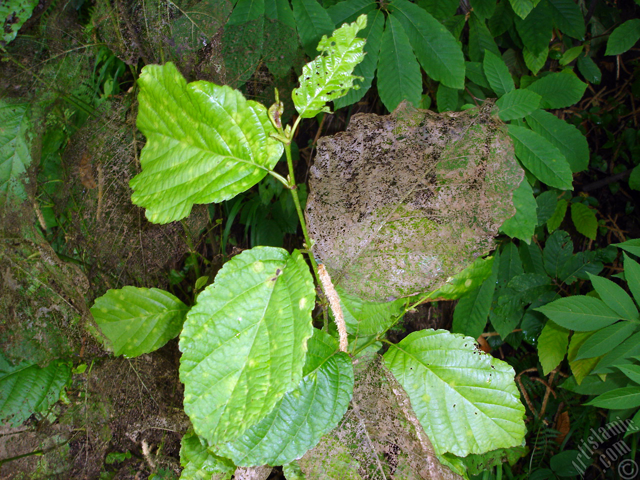 A plant with wormy leaves.
