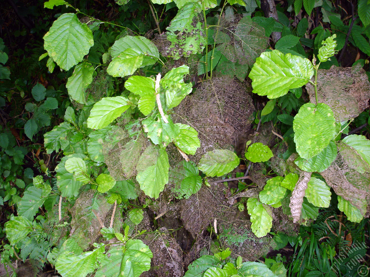 A plant with wormy leaves.
